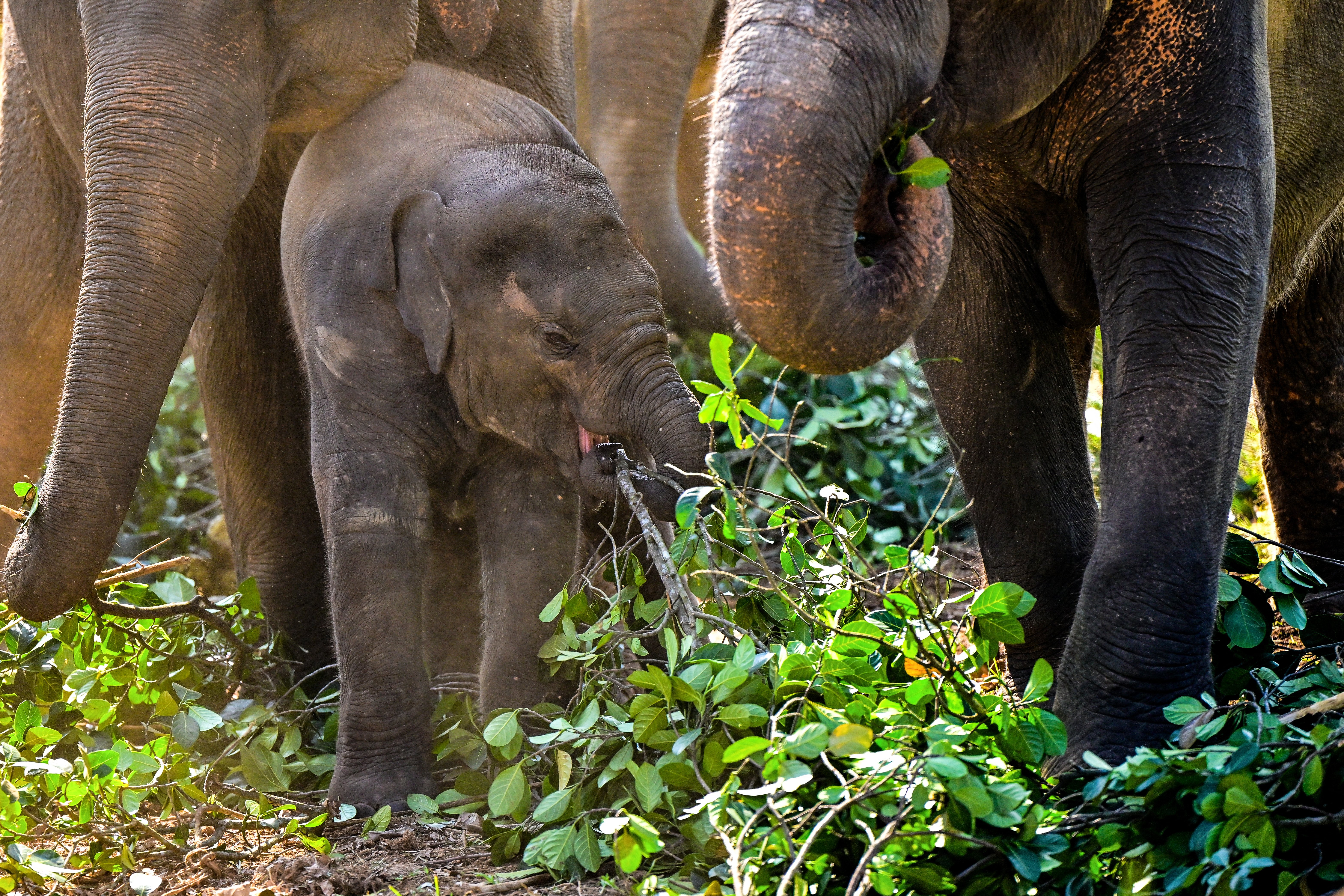 Sri Lanka jails keeper in first elephant trafficking case
