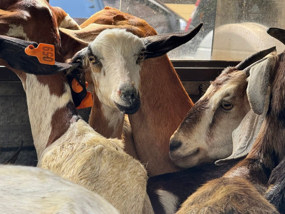 104 female goats delivered to boost Pampanga livestock
