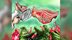 P1-T pork syndicated