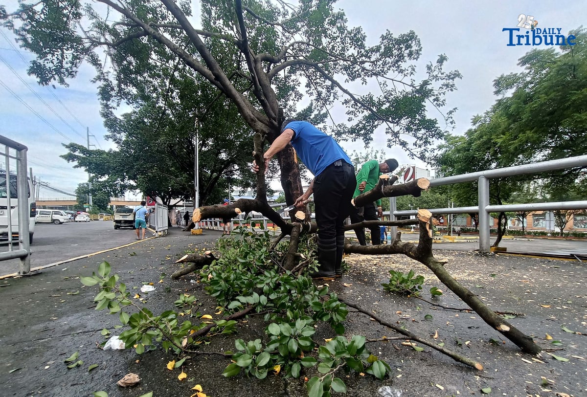 (September 24 2025) On Wednesday September 24 2025, workers cut into small pieces to remove the tree branch falling by strong wind last night, at Brgy Pasong Putik proper in Quezon City. Photo/Analy Labor