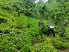 P3.4-M marijuana plantation destroyed in Ilocos Sur