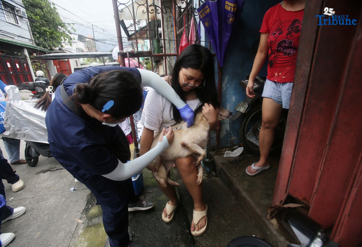 (September 29 2025) In celebration of World Rabies Day, Quezon City Veterinary Department, conduct a house to house Anti Rabies vaccination program with the theme “Act Now: You, Me, Community.”, This initiative is part of the city’s commitment to the Global Strategic Plan “Zero by 30”, which seeks to eliminate human deaths caused by dog-mediated rabies by 2030 through mass vaccination programs.