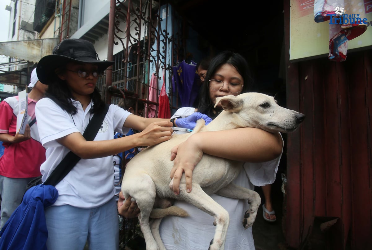 (September 29 2025) In celebration of World Rabies Day, Quezon City Veterinary Department, conduct a house to house Anti Rabies vaccination program with the theme “Act Now: You, Me, Community.”, This initiative is part of the city’s commitment to the Global Strategic Plan “Zero by 30”, which seeks to eliminate human deaths caused by dog-mediated rabies by 2030 through mass vaccination programs.
