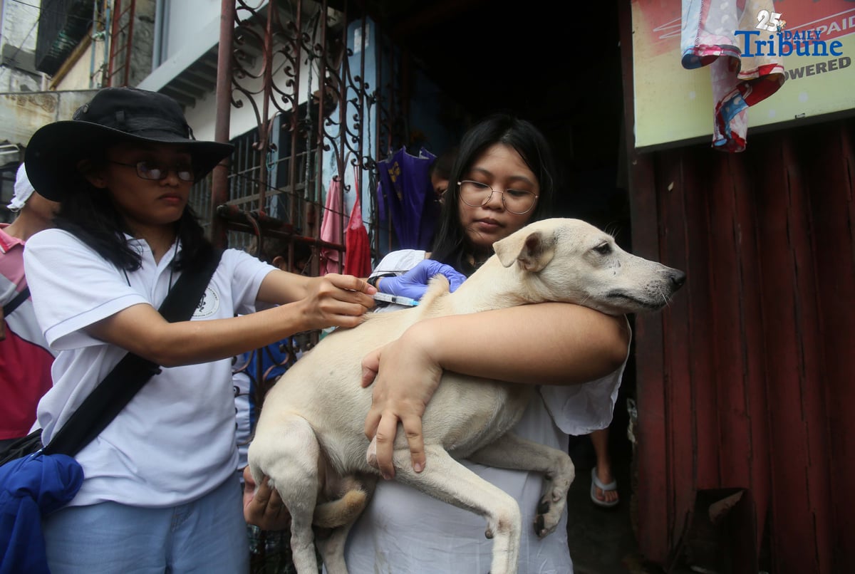 (September 29 2025) In celebration of World Rabies Day, Quezon City Veterinary Department, conduct a house to house Anti Rabies vaccination program with the theme “Act Now: You, Me, Community.”, This initiative is part of the city’s commitment to the Global Strategic Plan “Zero by 30”, which seeks to eliminate human deaths caused by dog-mediated rabies by 2030 through mass vaccination programs. Photo/Analy Labor