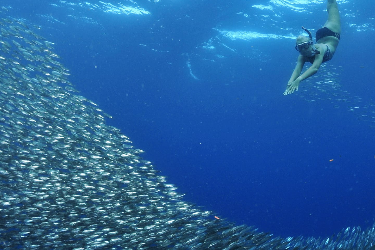 Freediving at the Panagsama beach sardine run.