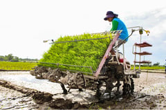 Department of Agriculture recommends extending rice import ban