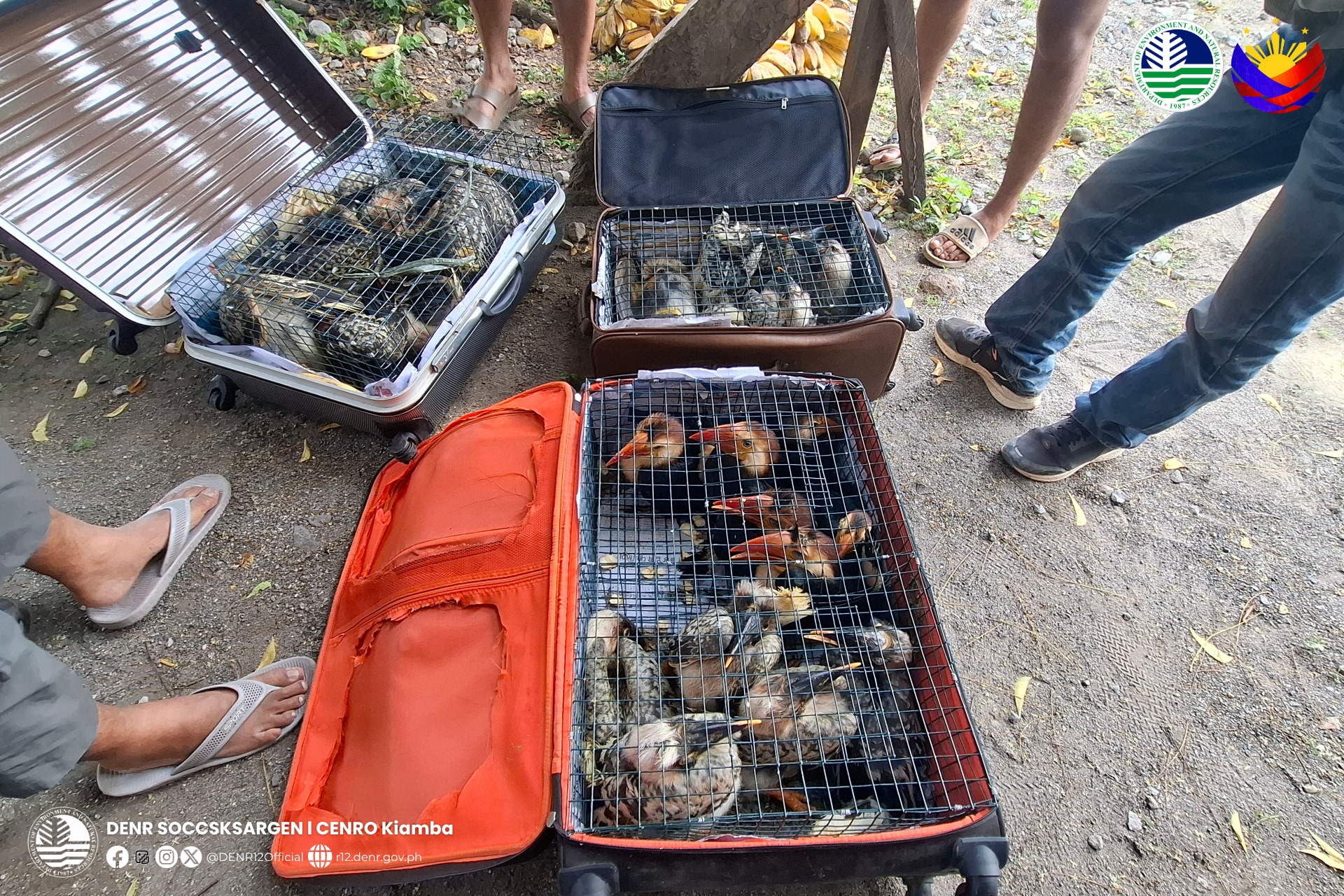 25 hornbills seized at Sarangani checkpoint

