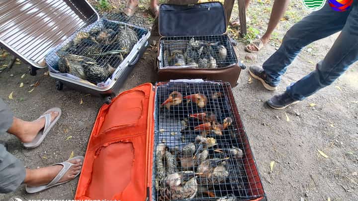 Some 25 Hornbills were seized during a regular checkpoint operation in Maasim, Sarangani Province in the morning of September 27, 2025.