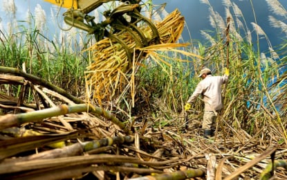 SRA halts molasses imports to protect local producers   