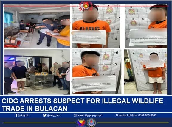Bulacan wildlife bust: Suspect nabbed 