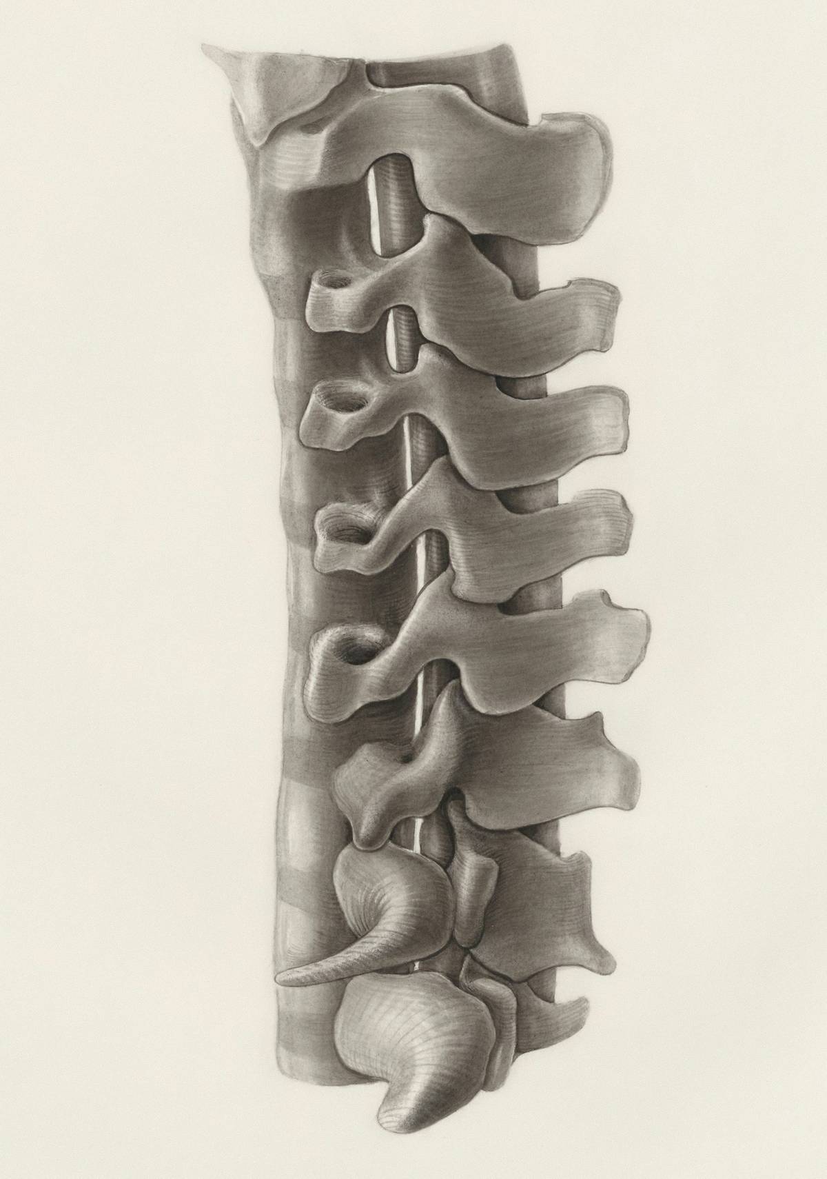 Photograph courtesy of europeana/unsplash
SPINAL cord