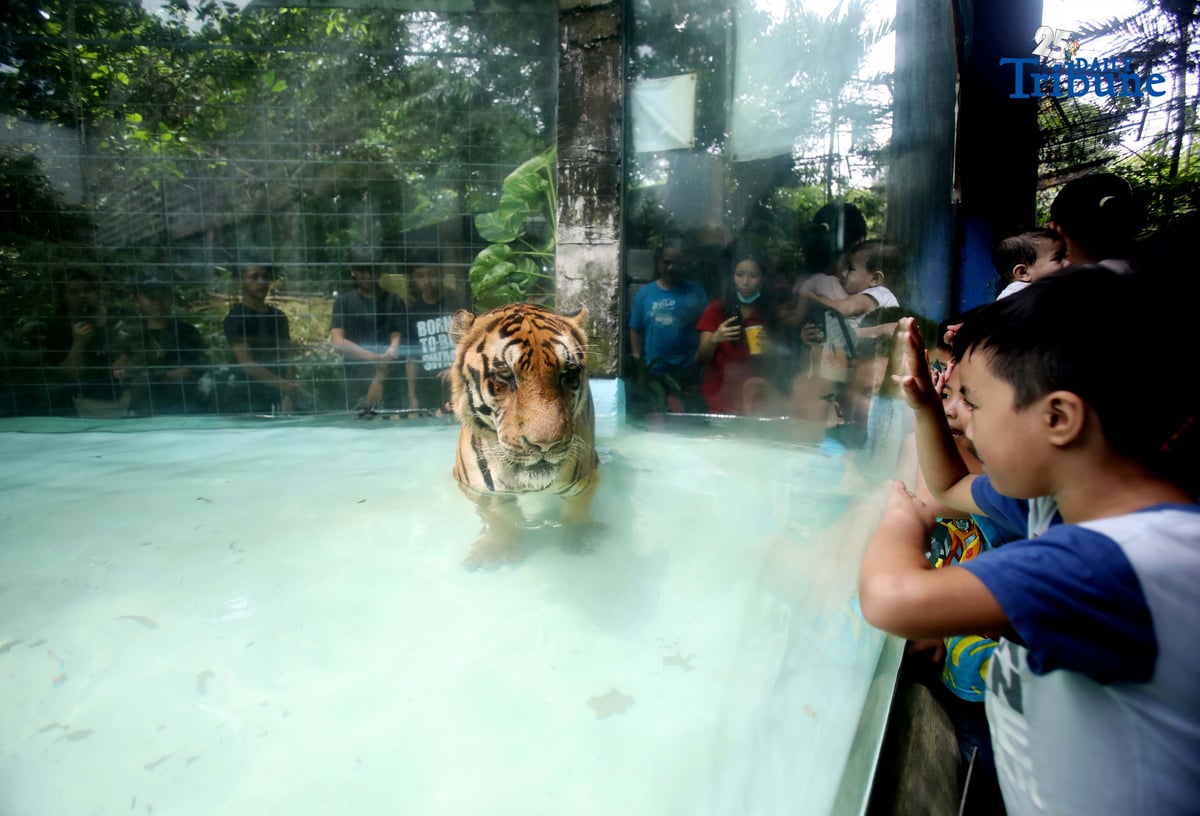 (October 04 2025) Kids enjoy watching the Tiger swimming at the mini pool in Malabon Zoo, October 4 is a World Animal Day is an international day of action for animal rights and welfare celebrated annually, the feast day of Francis of Assisi,
The theme for 2025 is "Save Animals, Save the Planet!" marking the 100th anniversary of the day. The theme highlights how protecting animal lives supports a healthier, sustainable planet. The first World Animal Day was held in 1925 by Heinrich Zimmermann, a German writer and activist. Photo/Analy Labor