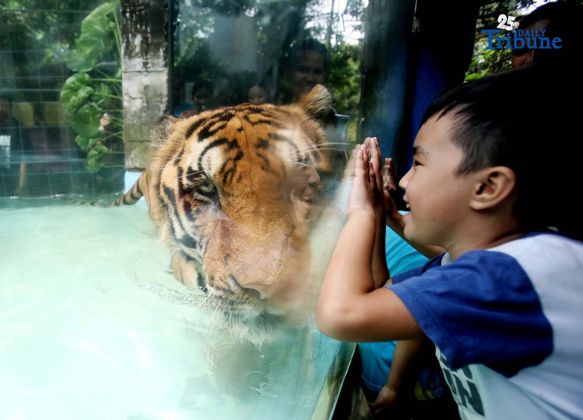 (October 04 2025) Kids enjoy watching the Tiger swimming at the mini pool in Malabon Zoo, October 4 is a World Animal Day is an international day of action for animal rights and welfare celebrated annually, the feast day of Francis of Assisi,
The theme for 2025 is "Save Animals, Save the Planet!" marking the 100th anniversary of the day. The theme highlights how protecting animal lives supports a healthier, sustainable planet. The first World Animal Day was held in 1925 by Heinrich Zimmermann, a German writer and activist. Photo/Analy Labor