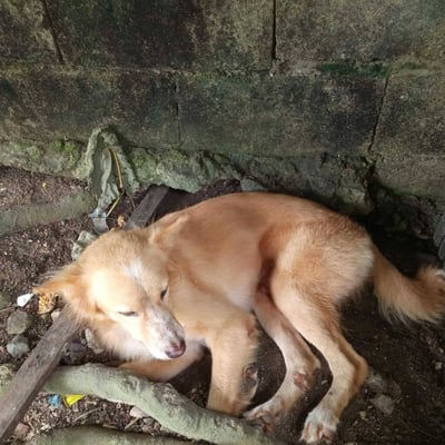 Restless ‘aspin’ saved lives during earthquake