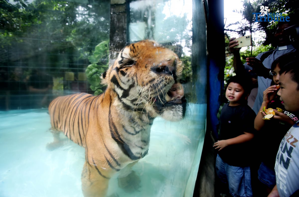 (October 04 2025) Kids enjoy watching the Tiger swimming at the mini pool in Malabon Zoo, October 4 is a World Animal Day is an international day of action for animal rights and welfare celebrated annually, the feast day of Francis of Assisi,
The theme for 2025 is "Save Animals, Save the Planet!" marking the 100th anniversary of the day. The theme highlights how protecting animal lives supports a healthier, sustainable planet. The first World Animal Day was held in 1925 by Heinrich Zimmermann, a German writer and activist. Photo/Analy Labor