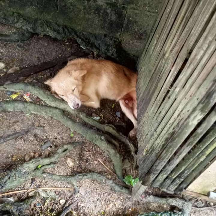 Man's best friend Luke saves family from being crushed by their house in Cebu.