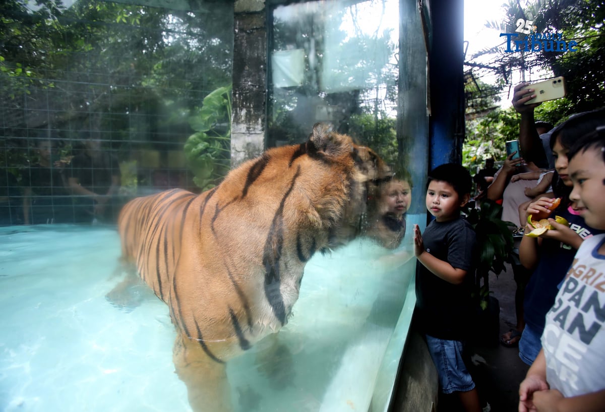 (October 04 2025) Kids enjoy watching the Tiger swimming at the mini pool in Malabon Zoo, October 4 is a World Animal Day is an international day of action for animal rights and welfare celebrated annually, the feast day of Francis of Assisi,
The theme for 2025 is "Save Animals, Save the Planet!" marking the 100th anniversary of the day. The theme highlights how protecting animal lives supports a healthier, sustainable planet. The first World Animal Day was held in 1925 by Heinrich Zimmermann, a German writer and activist. Photo/Analy Labor