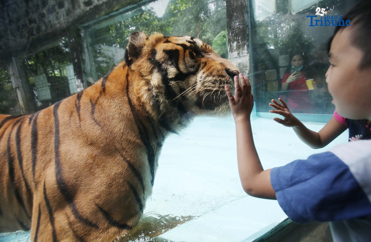 (October 04 2025) Kids enjoy watching the Tiger swimming at the mini pool in Malabon Zoo, October 4 is a World Animal Day is an international day of action for animal rights and welfare celebrated annually, the feast day of Francis of Assisi,
The theme for 2025 is "Save Animals, Save the Planet!" marking the 100th anniversary of the day. The theme highlights how protecting animal lives supports a healthier, sustainable planet. The first World Animal Day was held in 1925 by Heinrich Zimmermann, a German writer and activist. Photo/Analy Labor