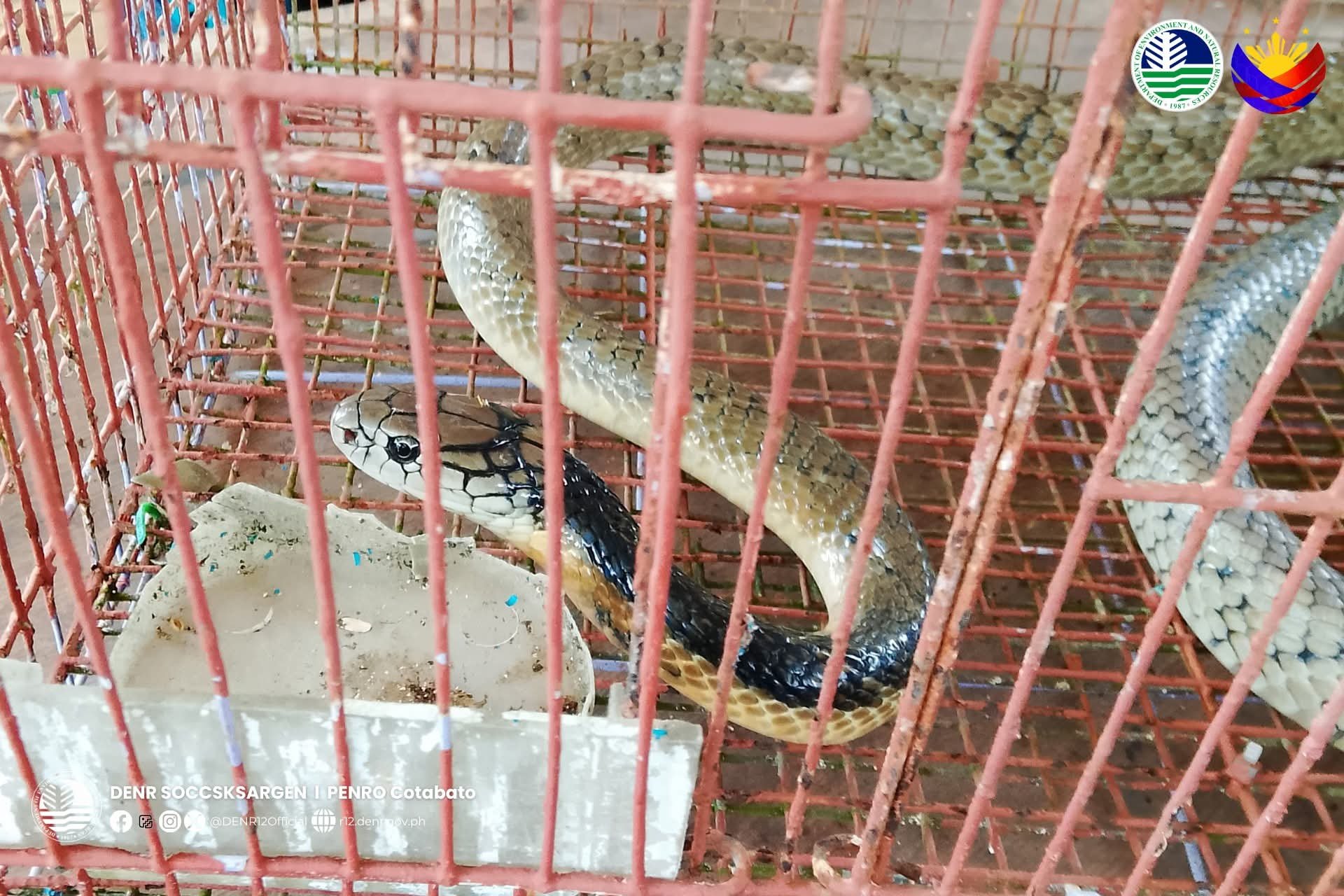 King Cobra rescued in Kidapawan