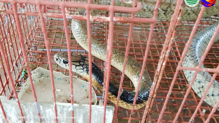A female King Cobra with a length of 81 centimeters was rescued at Purok Marang of Barangay Poblacion, Kidapawan City, in Cotabato.