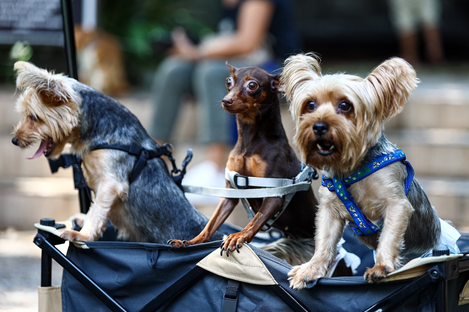 Fur parents bring their pets to the Malate Church in Manila on Sunday, 5 October 2025, for a blessing in celebration of the Feast of Saint Francis of Assisi, the patron saint of animals and the environment.

The celebration, which coincides with World Animal Day, is a Christian tradition where devotees bring their pets to church for a special blessing to promote their health and well-being and to honor their role in God’s creation.