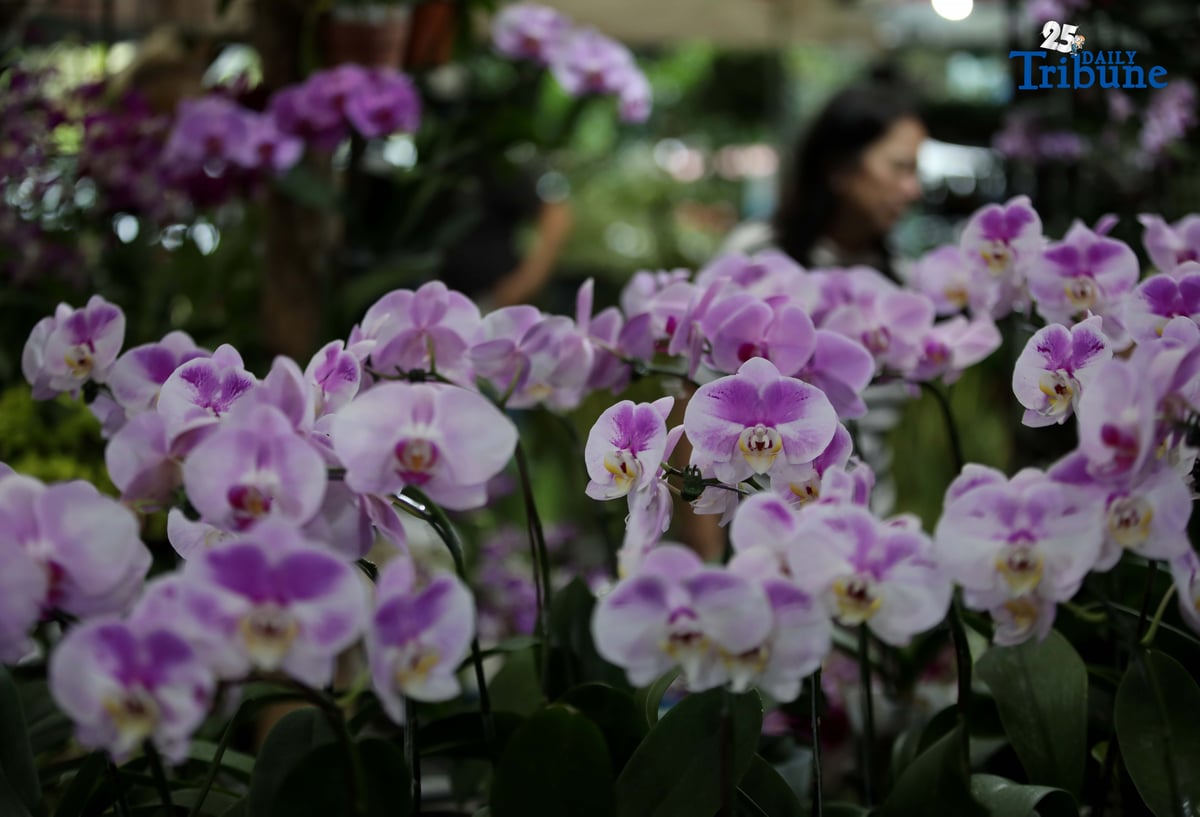(October 06 2025) Customers were seen looking for orchids to buy at Quezon City Circle, Orchids symbolizes love, beauty, and luxury. Photo/Analy Labor