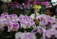 Orchids
