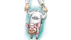 Pork in sheep‘s skin