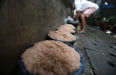 Salted Shrimp Making