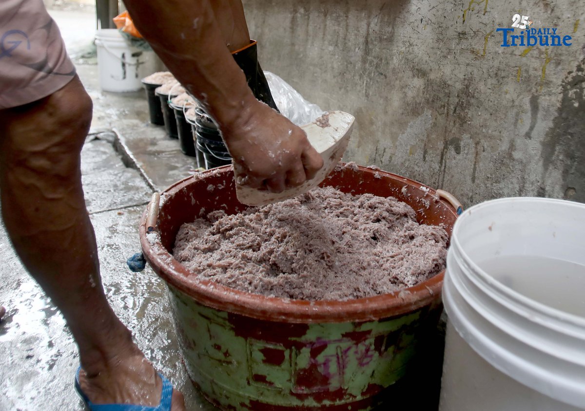 (October 10 2025) A man residing in Navotas makes salted shrimp or Bagoong alamang, one of the sources of income in Navotas. Photo/Analy Labor