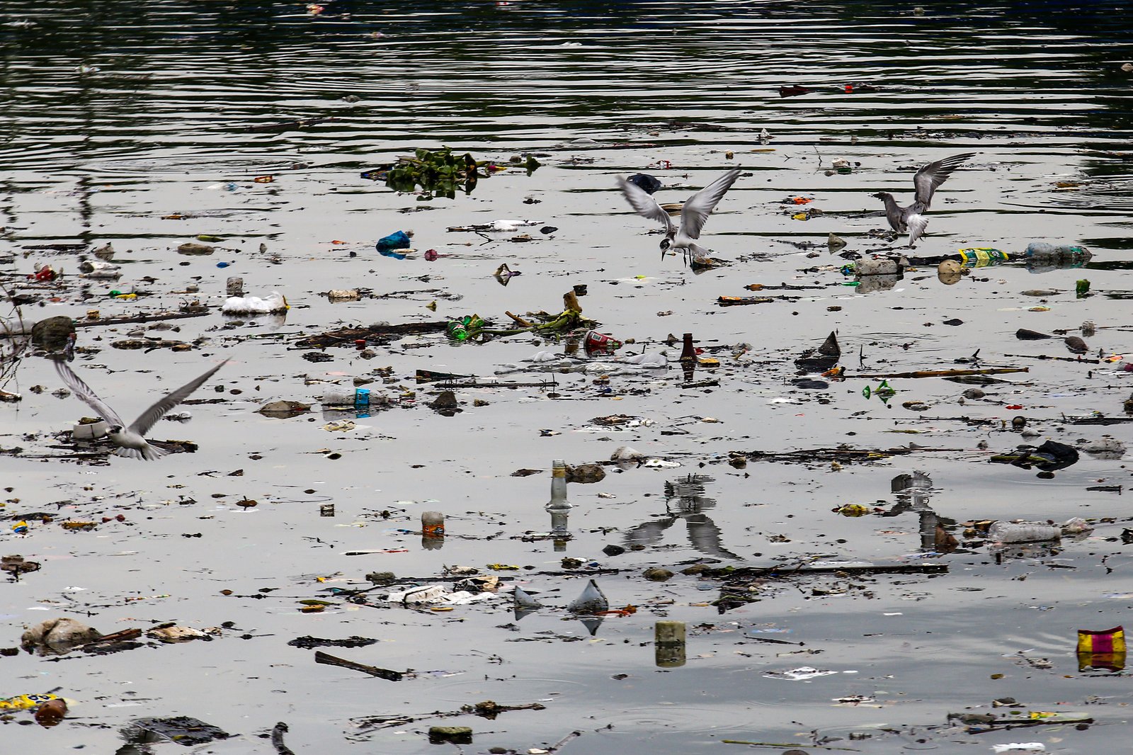 White-winged terns, egrets, and black-crowned night herons forage at the Las Piñas–Parañaque Wetland Park (LPPWP) in observance of World Migratory Bird Day 2025, which underscores the importance of protecting shared habitats for both migratory birds and humans.