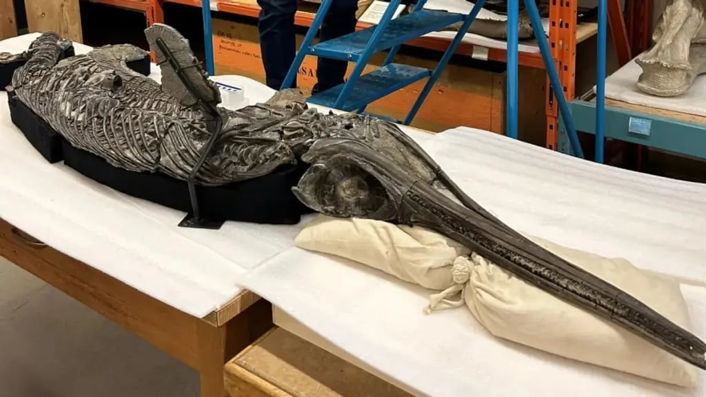 New species of Jurassic ‘sword dragon’ found