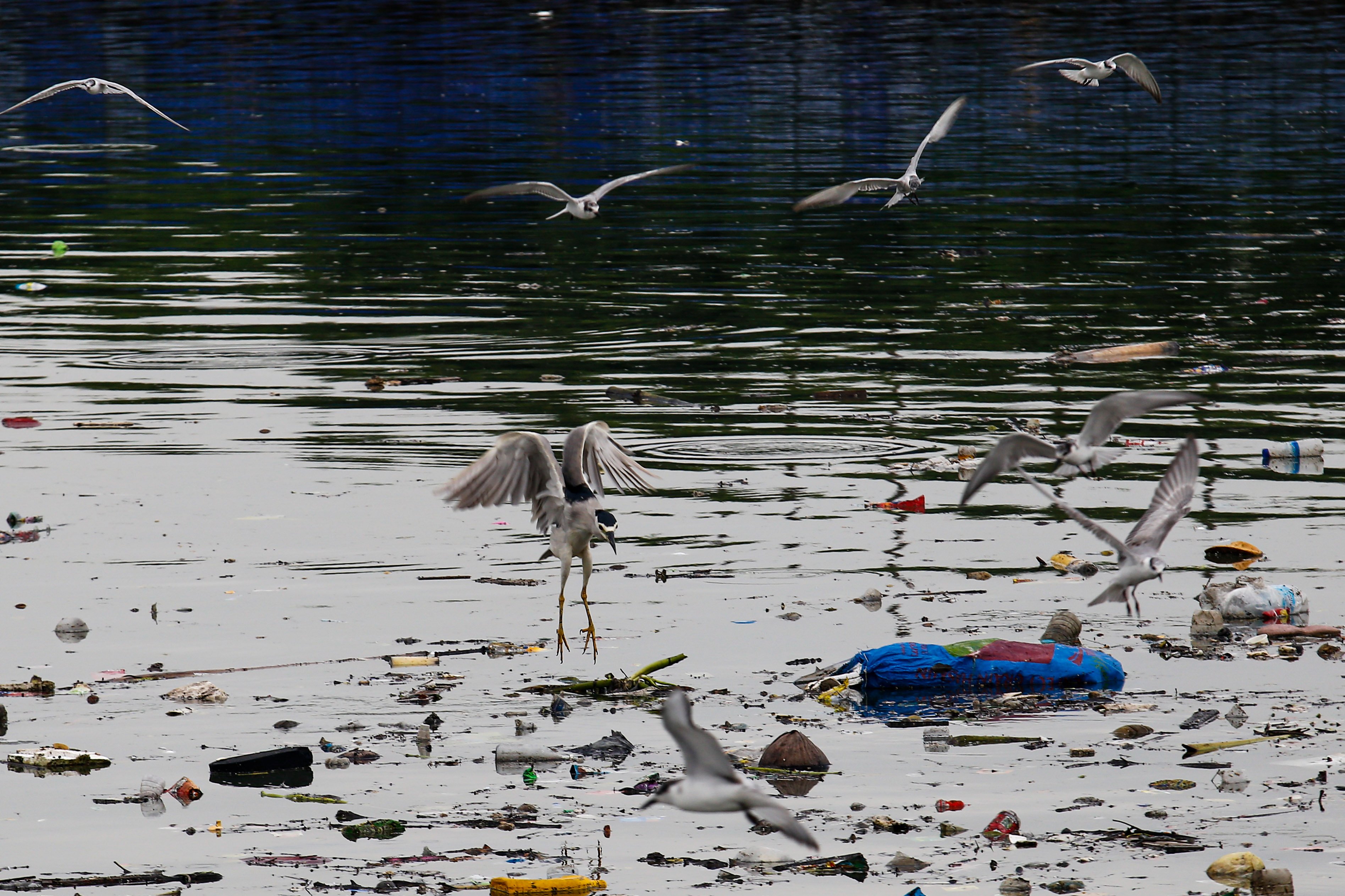 World Migratory Bird Day 