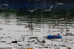 World Migratory Bird Day