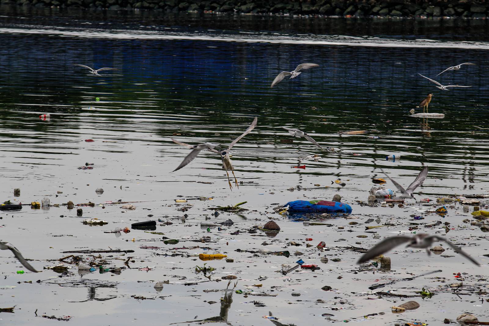 White-winged terns, egrets, and black-crowned night herons forage at the Las Piñas–Parañaque Wetland Park (LPPWP) in observance of World Migratory Bird Day 2025, which underscores the importance of protecting shared habitats for both migratory birds and humans.