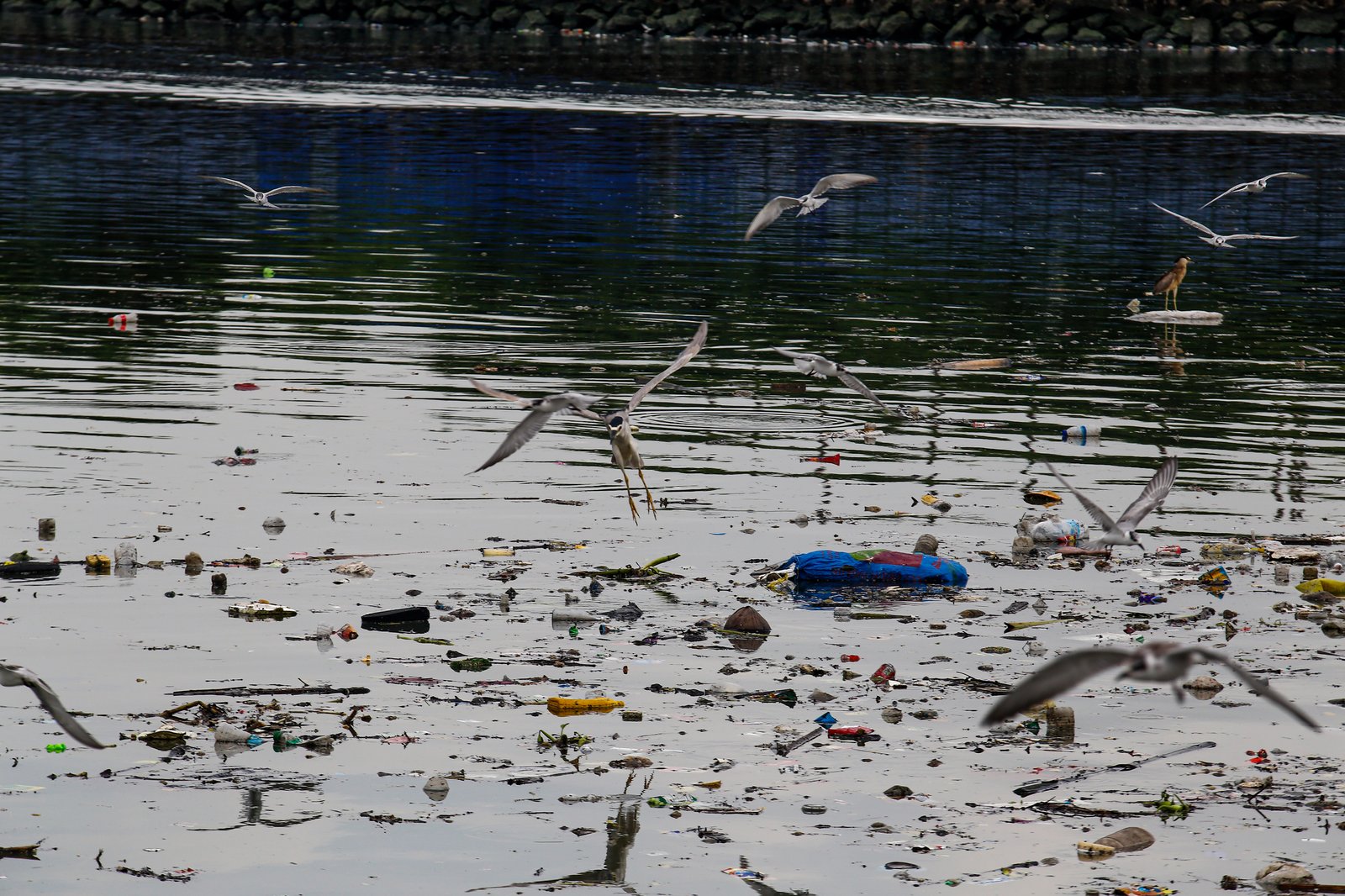 White-winged terns, egrets, and black-crowned night herons forage at the Las Piñas–Parañaque Wetland Park (LPPWP) in observance of World Migratory Bird Day 2025, which underscores the importance of protecting shared habitats for both migratory birds and humans.