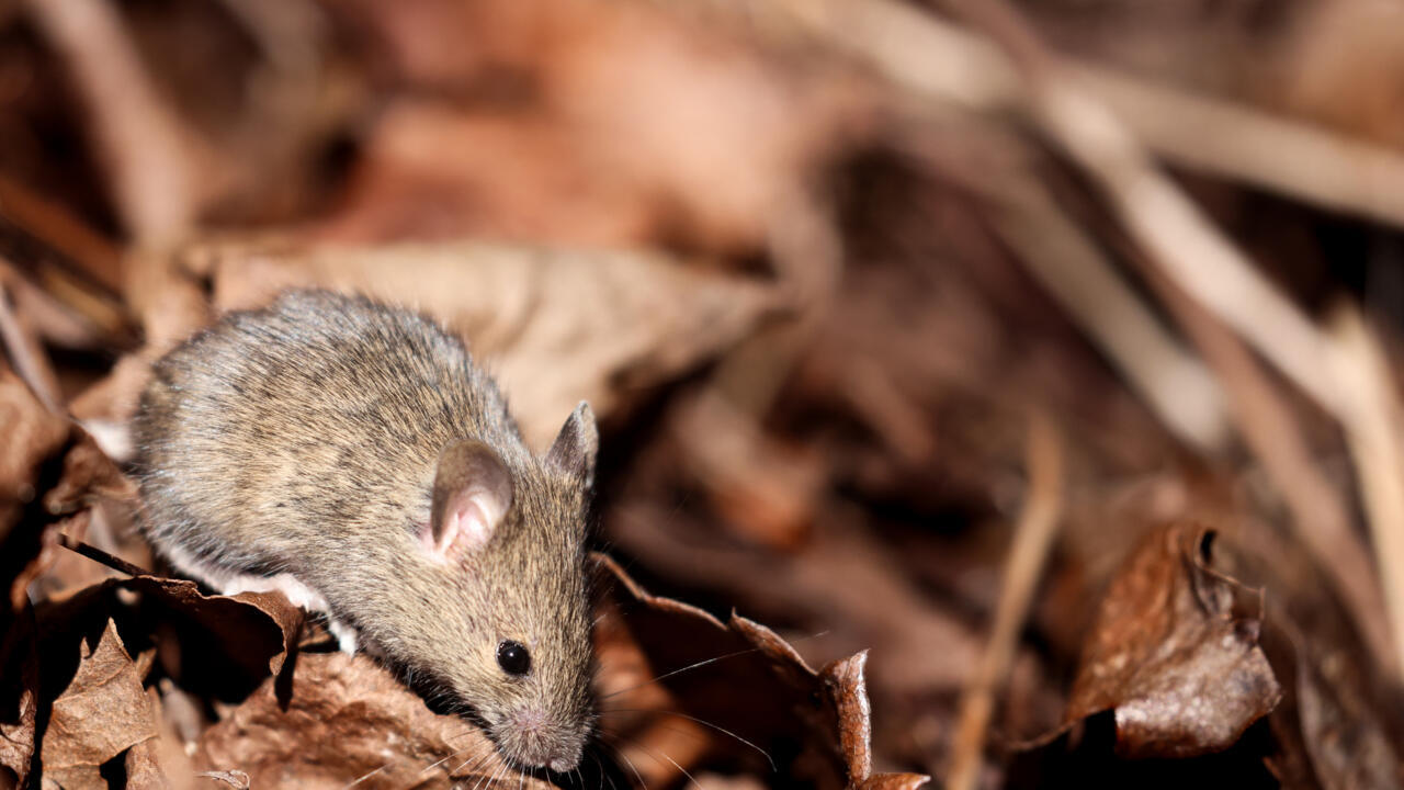 Covid virus changes mice sperm — study