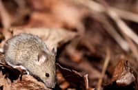 Covid virus changes mice sperm — study