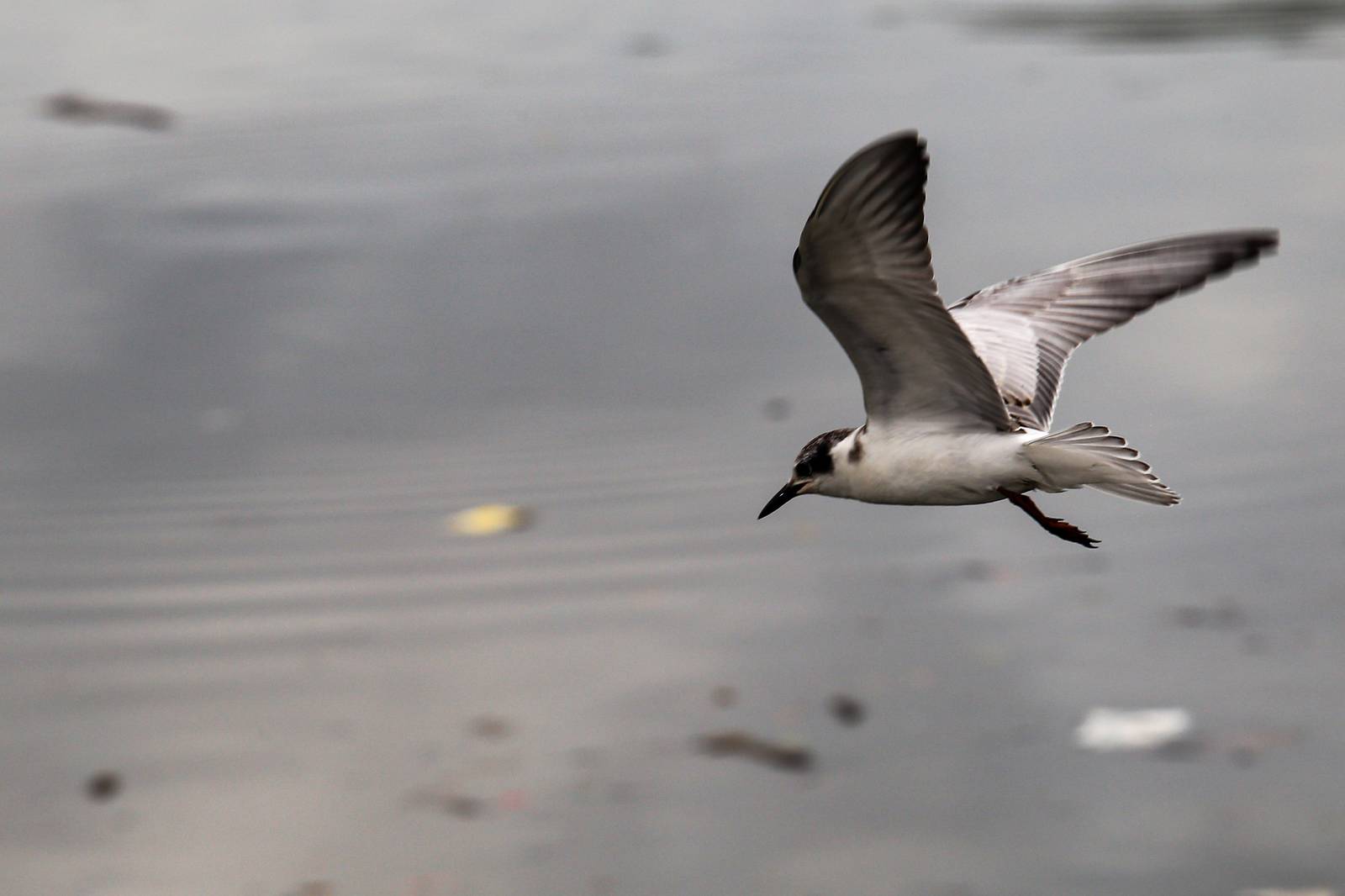 White-winged terns, egrets, and black-crowned night herons forage at the Las Piñas–Parañaque Wetland Park (LPPWP) in observance of World Migratory Bird Day 2025, which underscores the importance of protecting shared habitats for both migratory birds and humans.