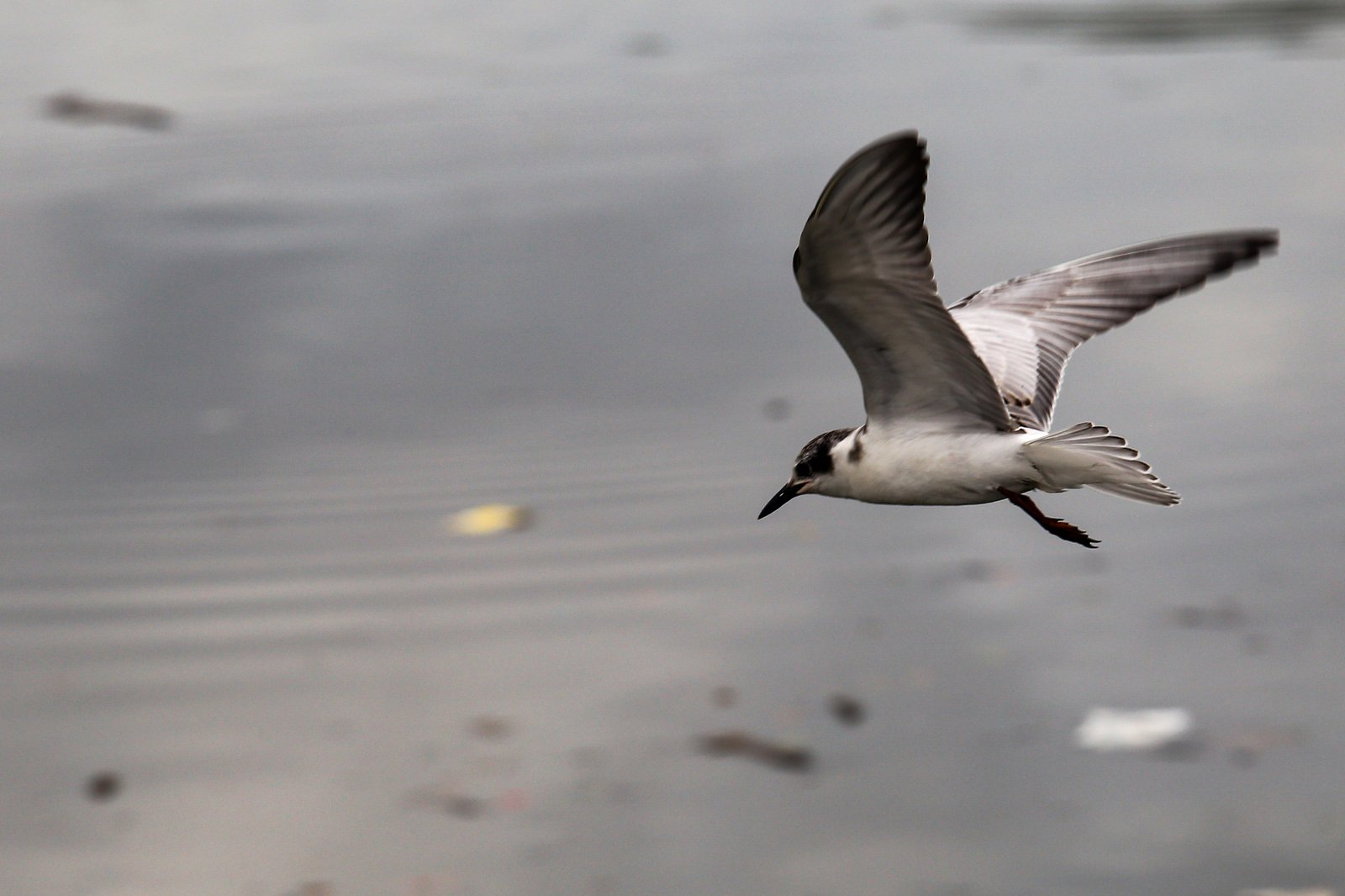 White-winged terns, egrets, and black-crowned night herons forage at the Las Piñas–Parañaque Wetland Park (LPPWP) in observance of World Migratory Bird Day 2025, which underscores the importance of protecting shared habitats for both migratory birds and humans.