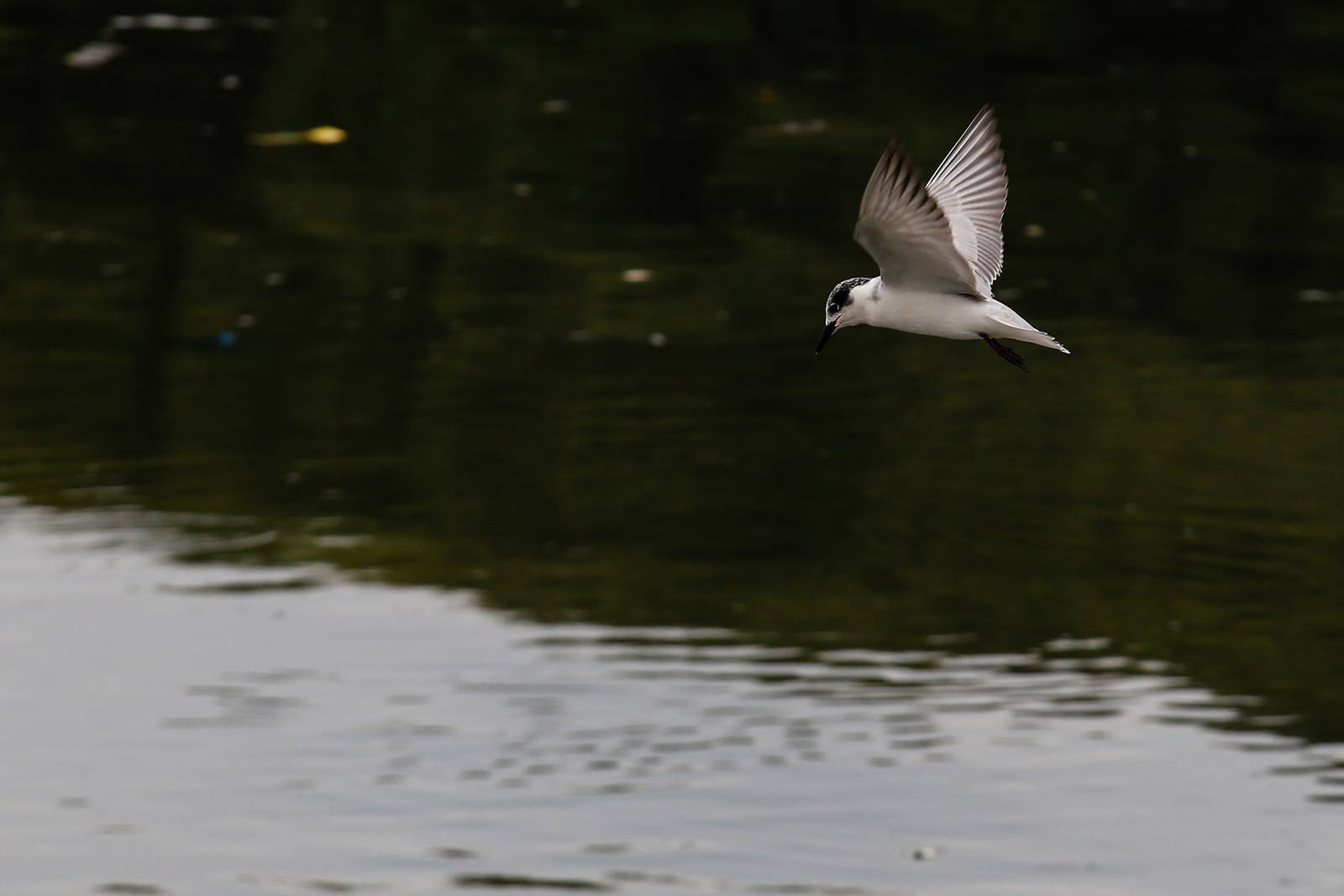 White-winged terns, egrets, and black-crowned night herons forage at the Las Piñas–Parañaque Wetland Park (LPPWP) in observance of World Migratory Bird Day 2025, which underscores the importance of protecting shared habitats for both migratory birds and humans.