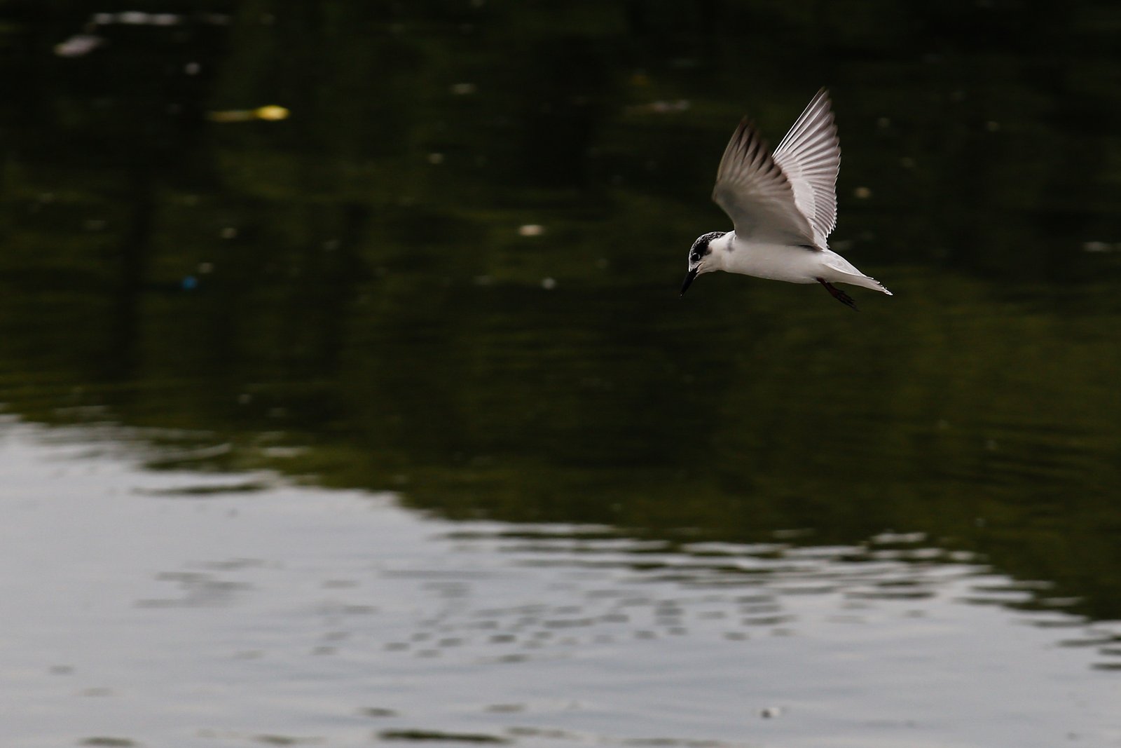 White-winged terns, egrets, and black-crowned night herons forage at the Las Piñas–Parañaque Wetland Park (LPPWP) in observance of World Migratory Bird Day 2025, which underscores the importance of protecting shared habitats for both migratory birds and humans.