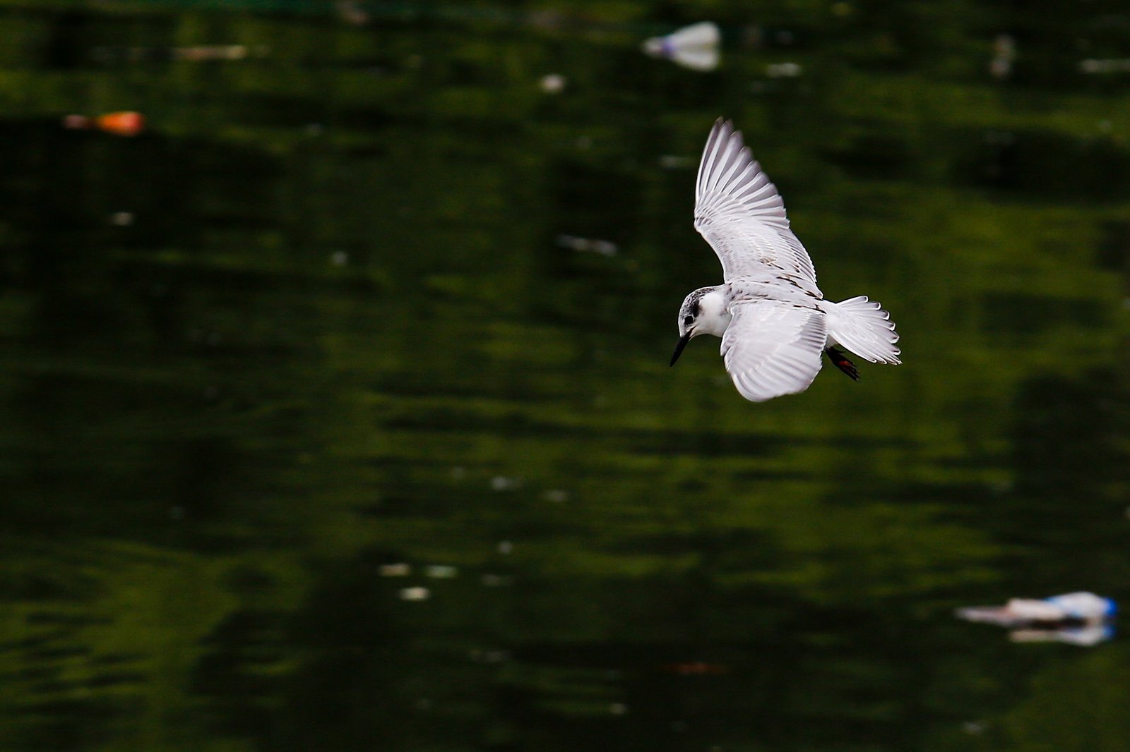 White-winged terns, egrets, and black-crowned night herons forage at the Las Piñas–Parañaque Wetland Park (LPPWP) in observance of World Migratory Bird Day 2025, which underscores the importance of protecting shared habitats for both migratory birds and humans.
