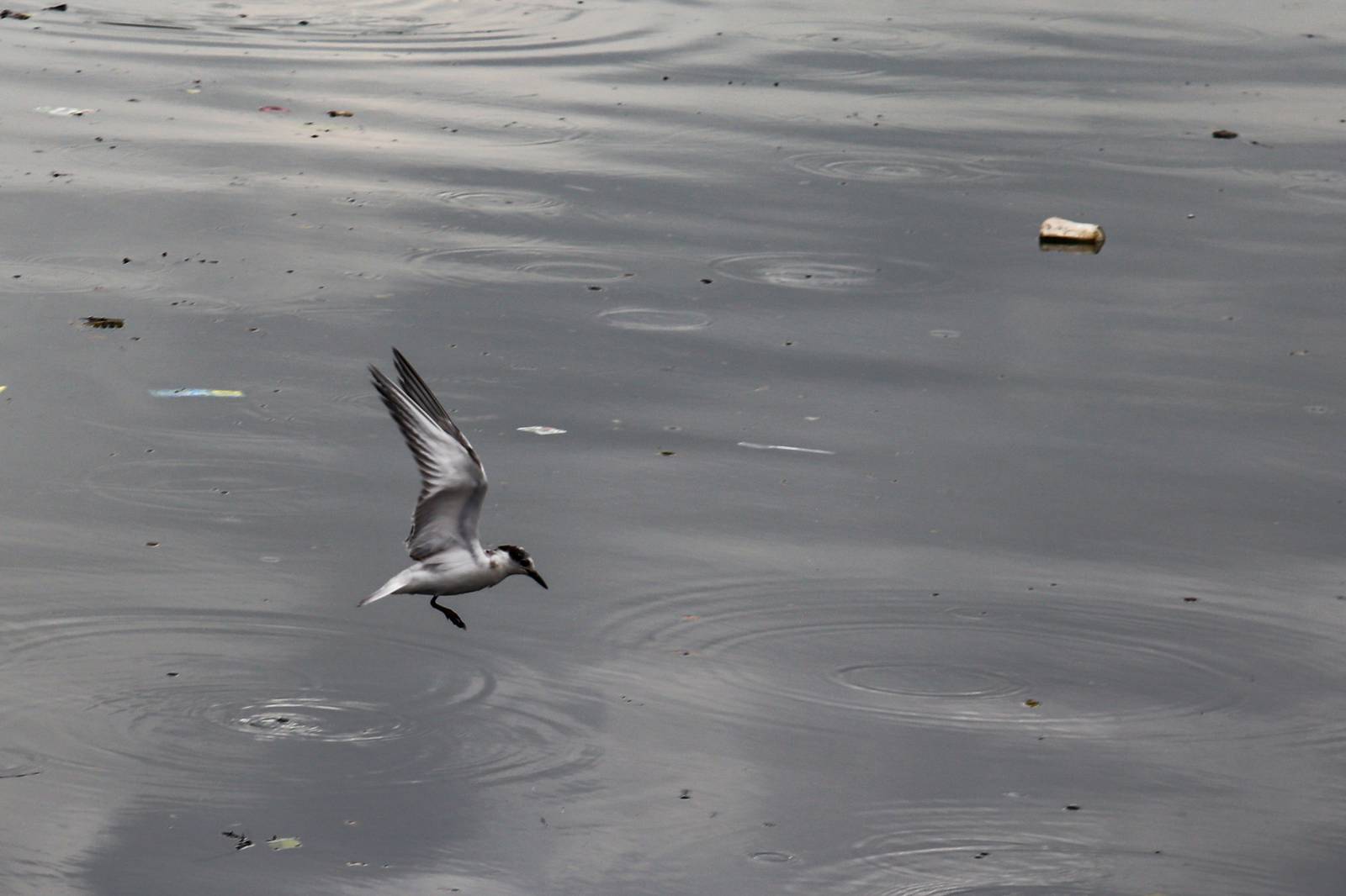 White-winged terns, egrets, and black-crowned night herons forage at the Las Piñas–Parañaque Wetland Park (LPPWP) in observance of World Migratory Bird Day 2025, which underscores the importance of protecting shared habitats for both migratory birds and humans.