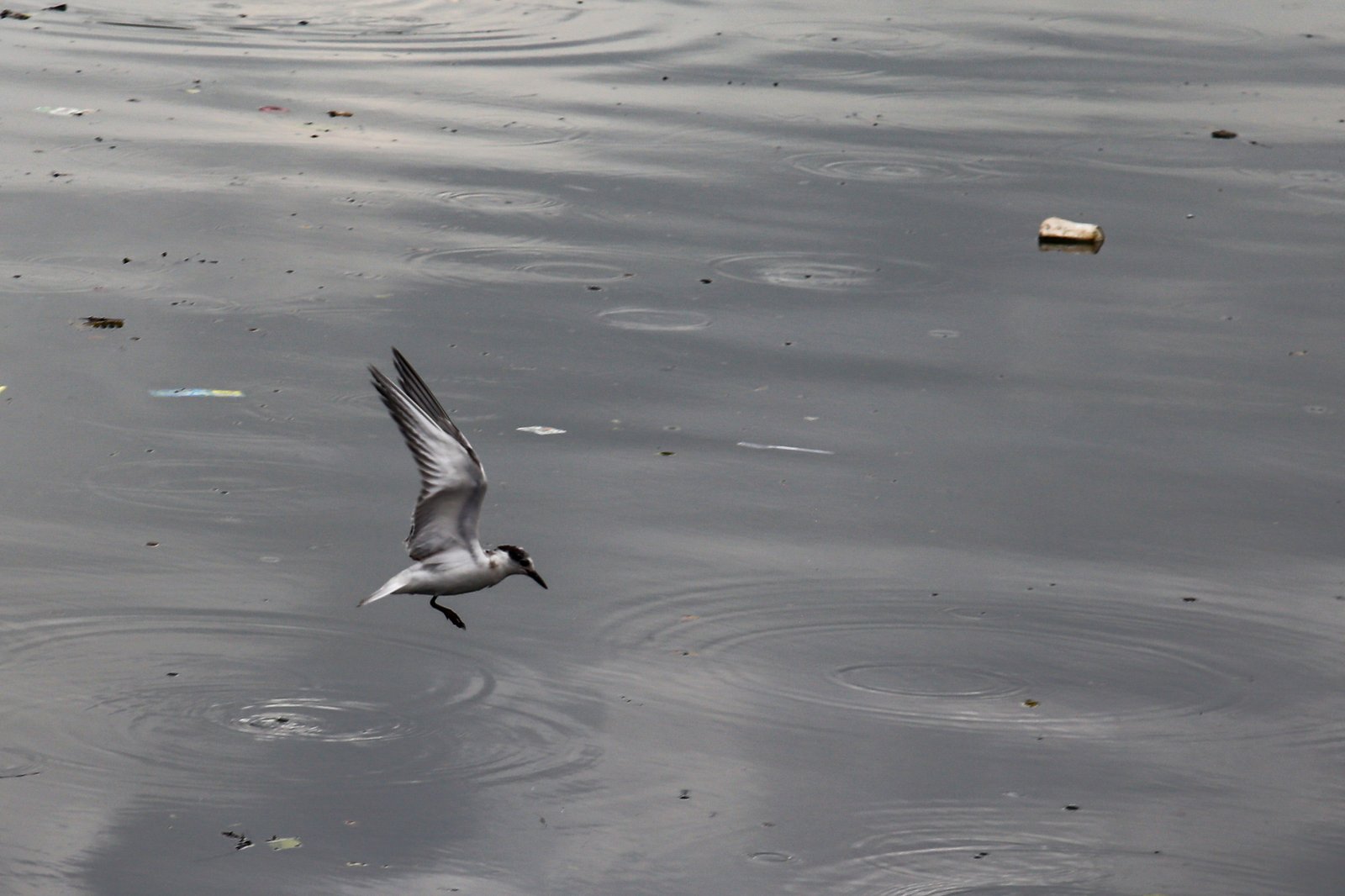 White-winged terns, egrets, and black-crowned night herons forage at the Las Piñas–Parañaque Wetland Park (LPPWP) in observance of World Migratory Bird Day 2025, which underscores the importance of protecting shared habitats for both migratory birds and humans.