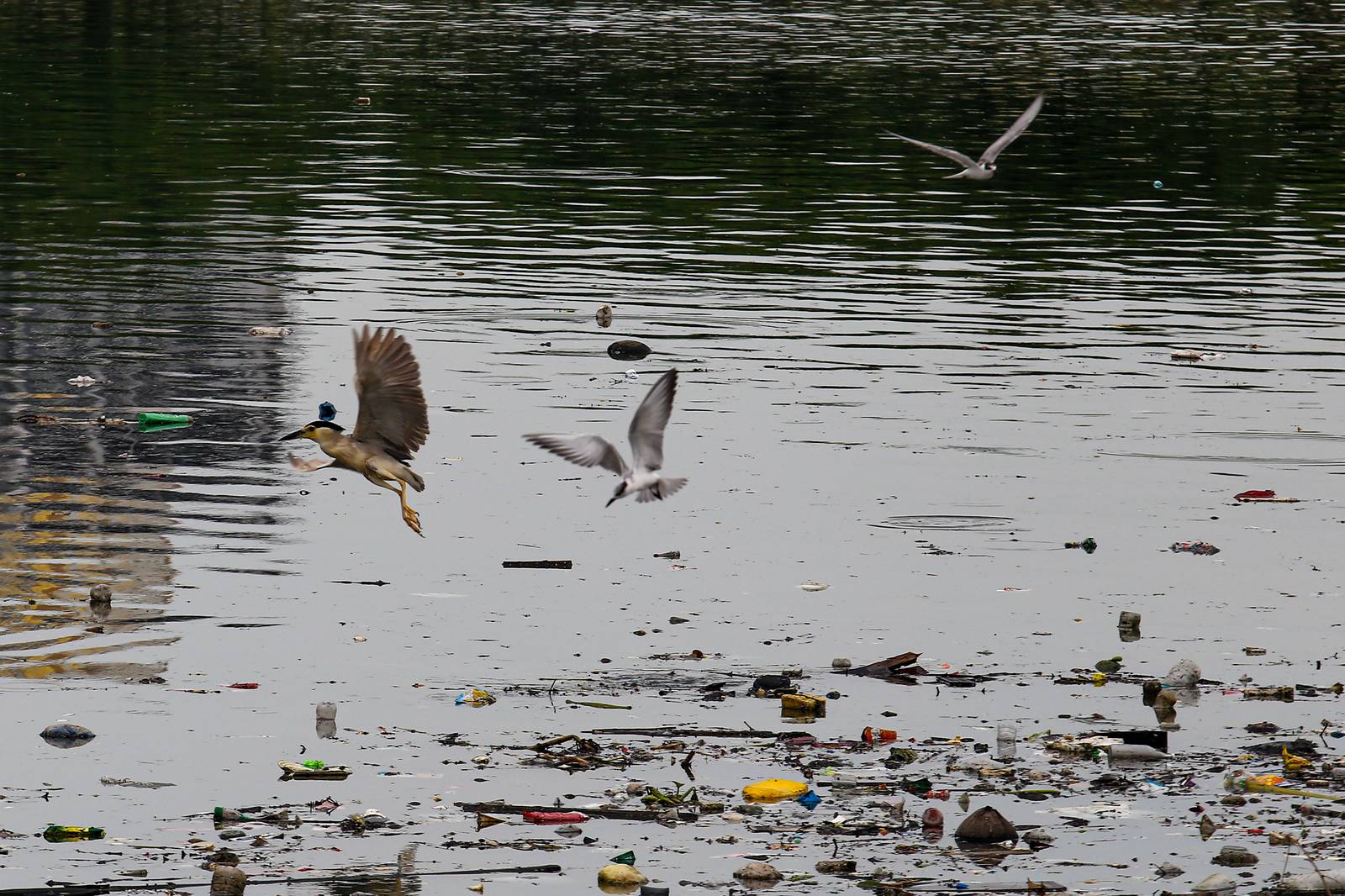 White-winged terns, egrets, and black-crowned night herons forage at the Las Piñas–Parañaque Wetland Park (LPPWP) in observance of World Migratory Bird Day 2025, which underscores the importance of protecting shared habitats for both migratory birds and humans.