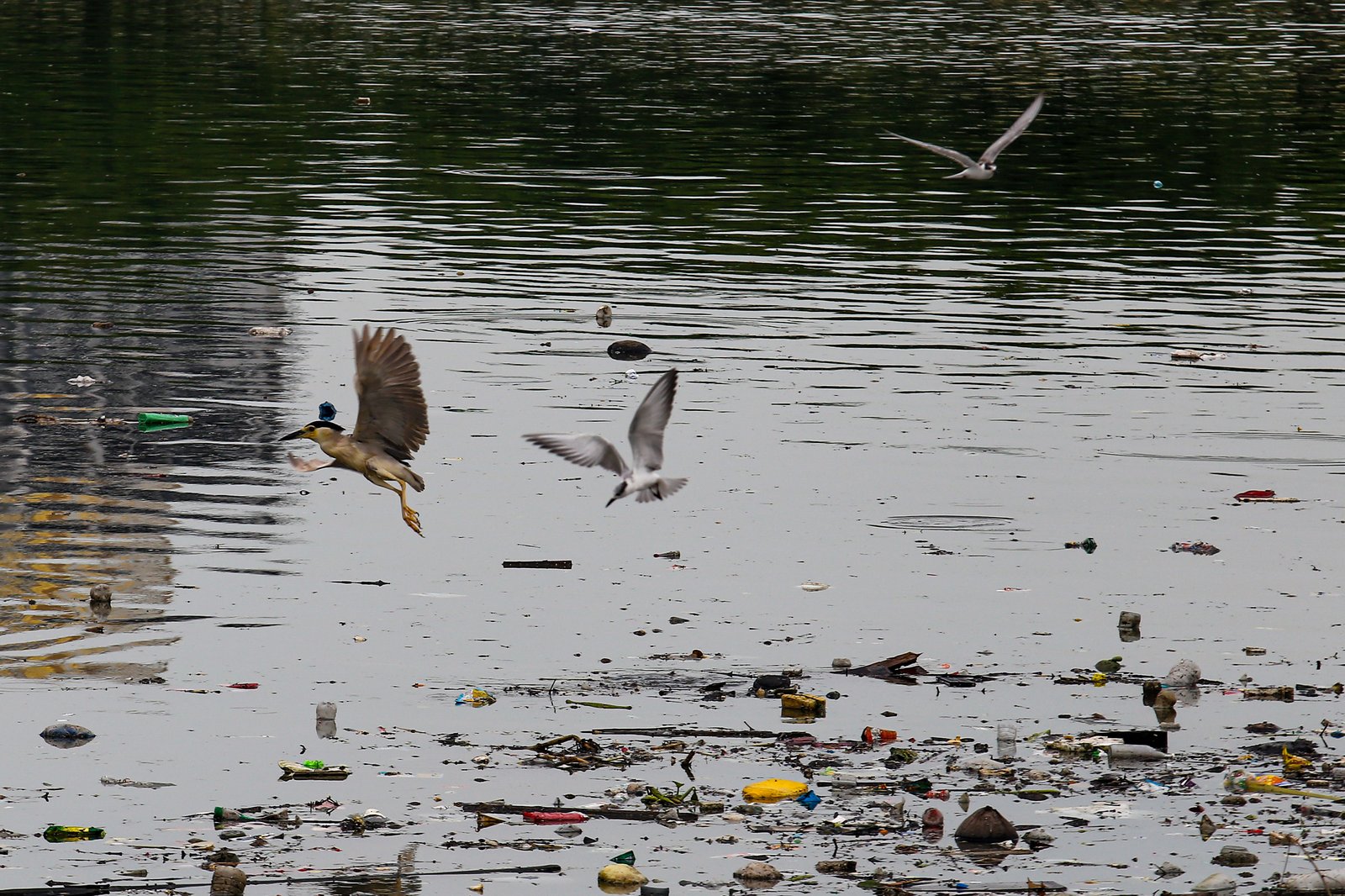 White-winged terns, egrets, and black-crowned night herons forage at the Las Piñas–Parañaque Wetland Park (LPPWP) in observance of World Migratory Bird Day 2025, which underscores the importance of protecting shared habitats for both migratory birds and humans.