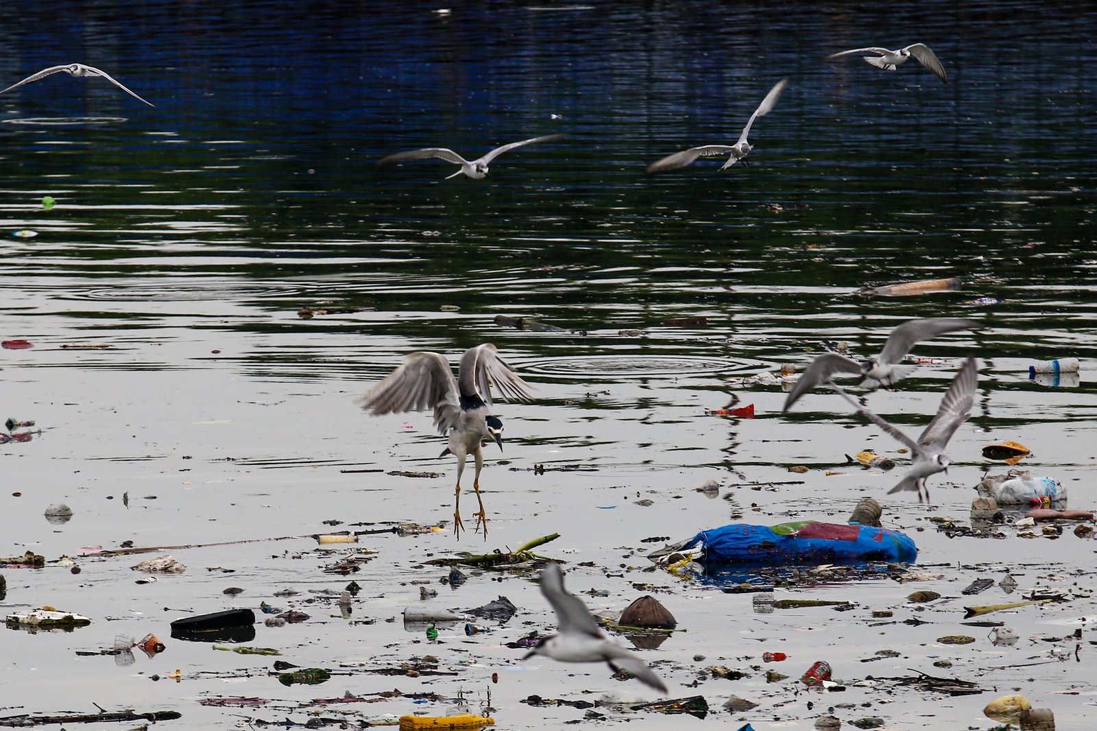 White-winged terns, egrets, and black-crowned night herons forage at the Las Piñas–Parañaque Wetland Park (LPPWP) in observance of World Migratory Bird Day 2025, which underscores the importance of protecting shared habitats for both migratory birds and humans.
