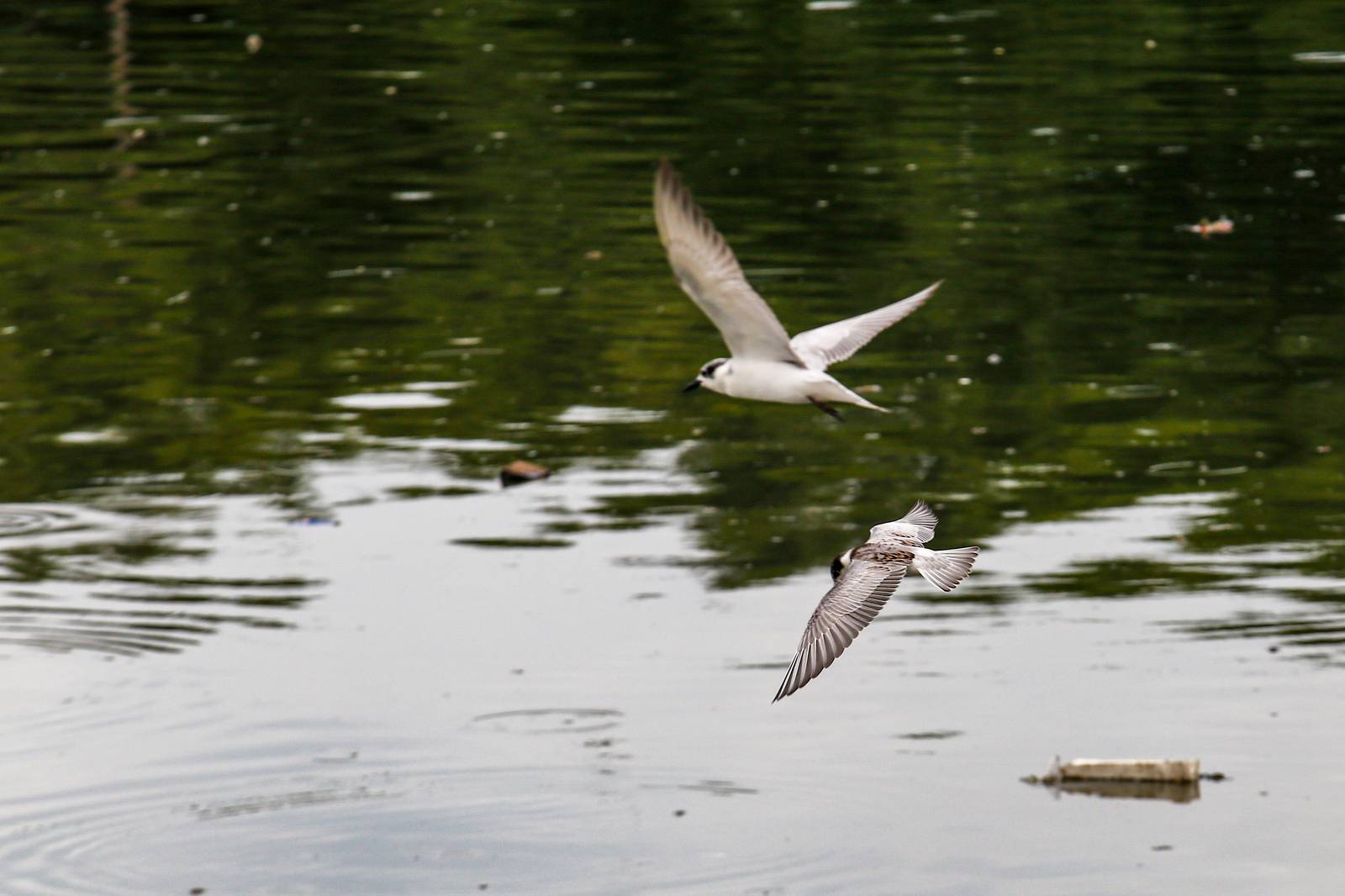 White-winged terns, egrets, and black-crowned night herons forage at the Las Piñas–Parañaque Wetland Park (LPPWP) in observance of World Migratory Bird Day 2025, which underscores the importance of protecting shared habitats for both migratory birds and humans.