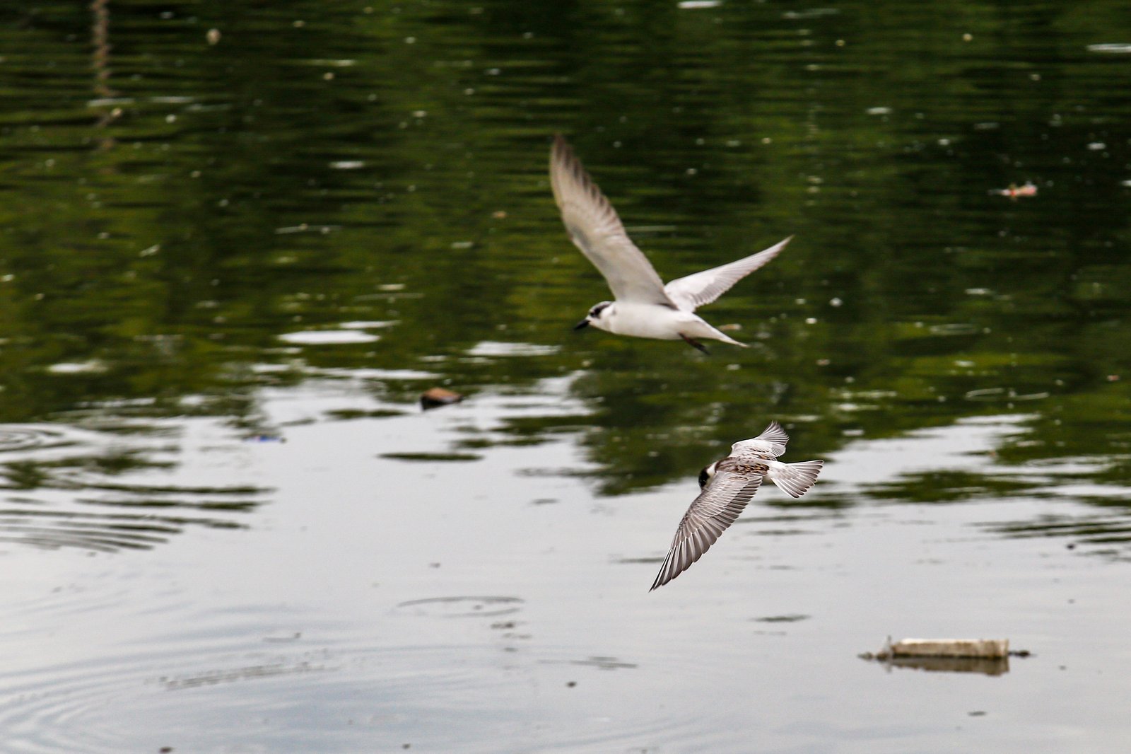 White-winged terns, egrets, and black-crowned night herons forage at the Las Piñas–Parañaque Wetland Park (LPPWP) in observance of World Migratory Bird Day 2025, which underscores the importance of protecting shared habitats for both migratory birds and humans.